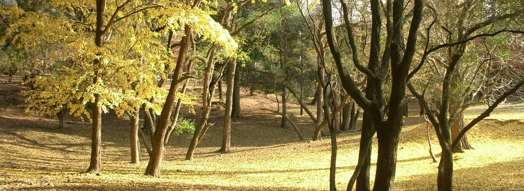 autumn